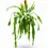 Thumbnail: Disocactus (Epiphyllum ) crenatum 'Beavertail'