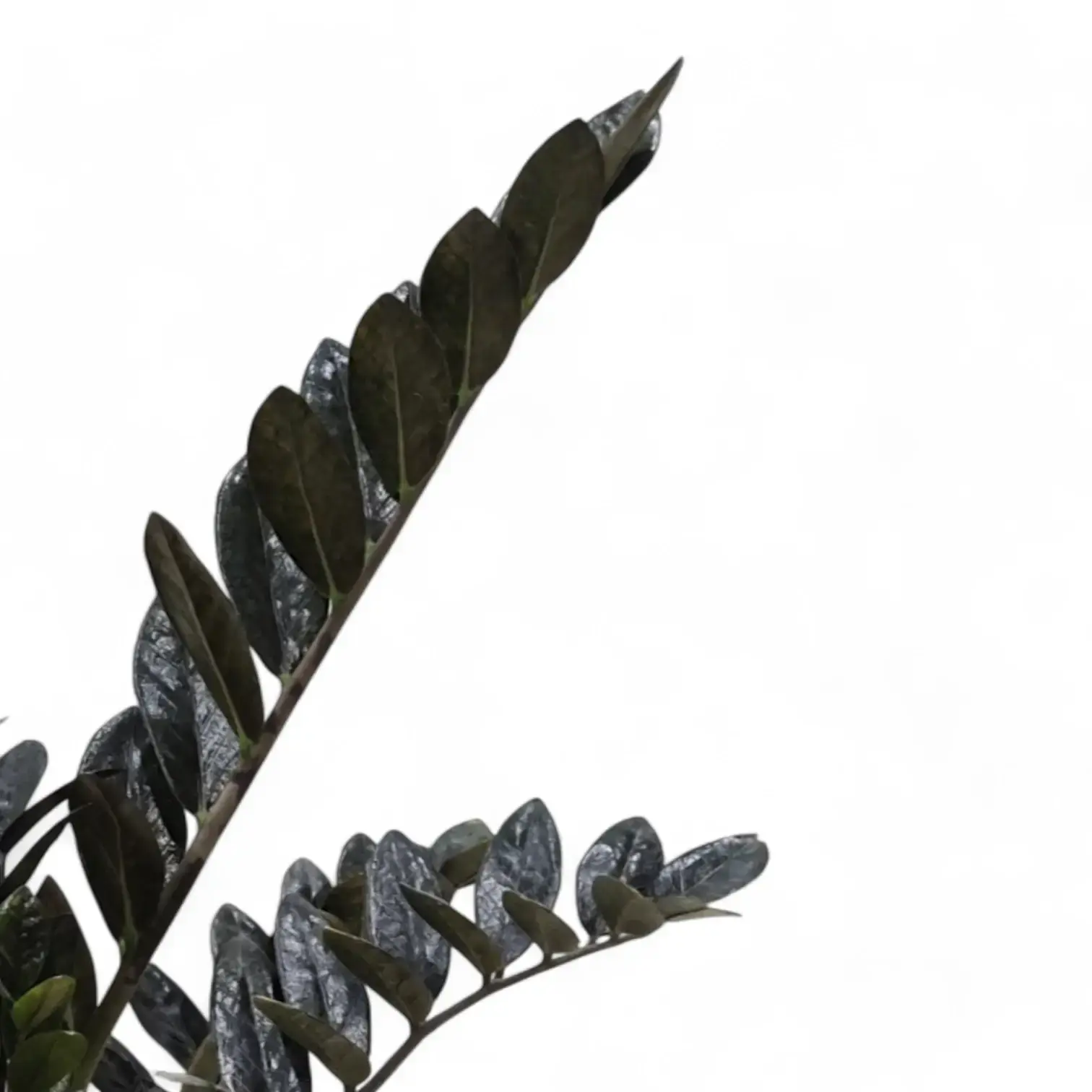 Zamioculcas zamiifolia 'Raven'