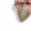 Thumbnail: Episcia 'Pink Brocade'