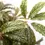 Thumbnail: Begonia hemsleyana 'Silver Dots'