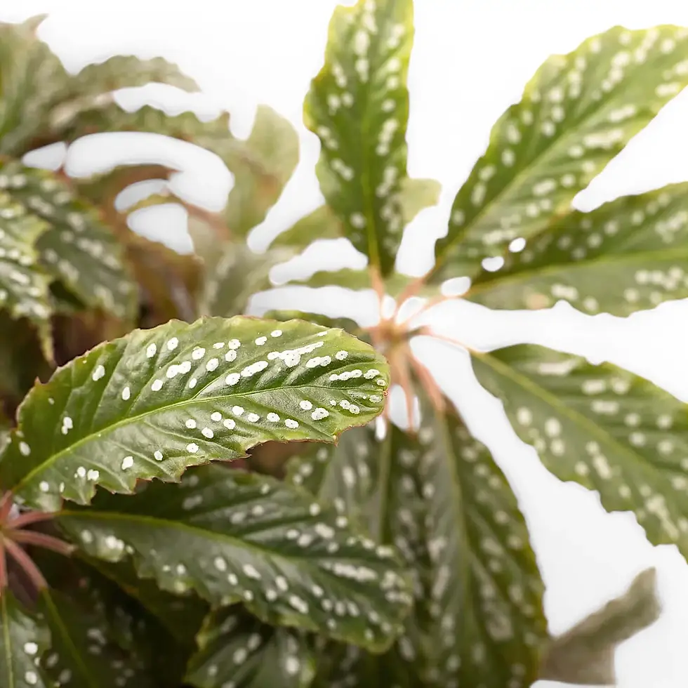 Begonia hemsleyana 'Silver Dots'