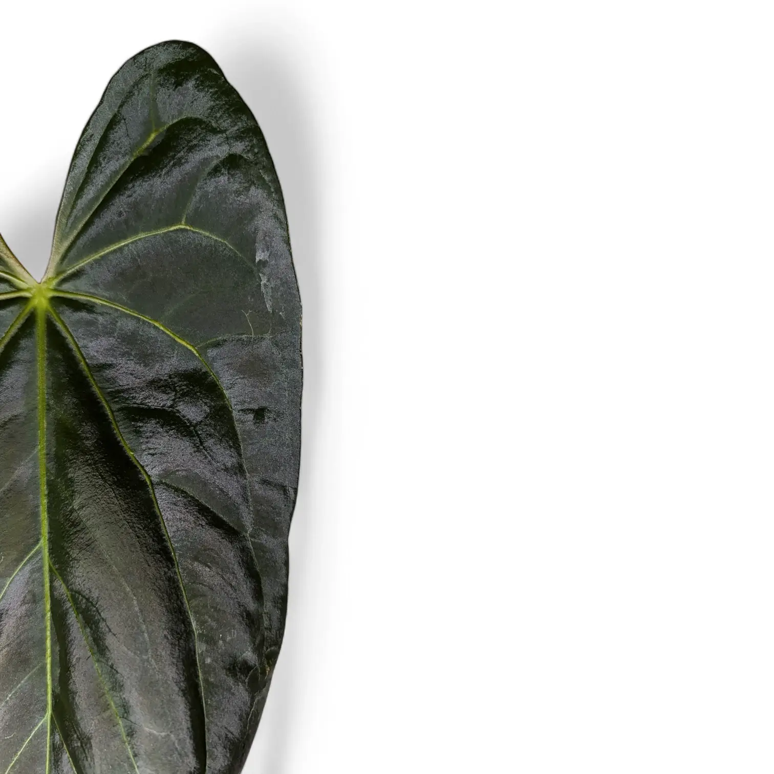 Anthurium papillilaminum