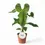 Miniaturbild: Anthurium balaoanum