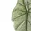 Thumbnail: Alocasia  'Corazon'
