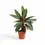 Thumbnail: Stromanthe sanguinea 'Stripestar'