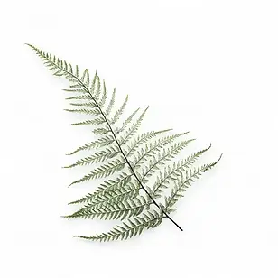 Fern frond Ornamental foliage