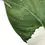 Miniaturbild: Philodendron 'White wizard'