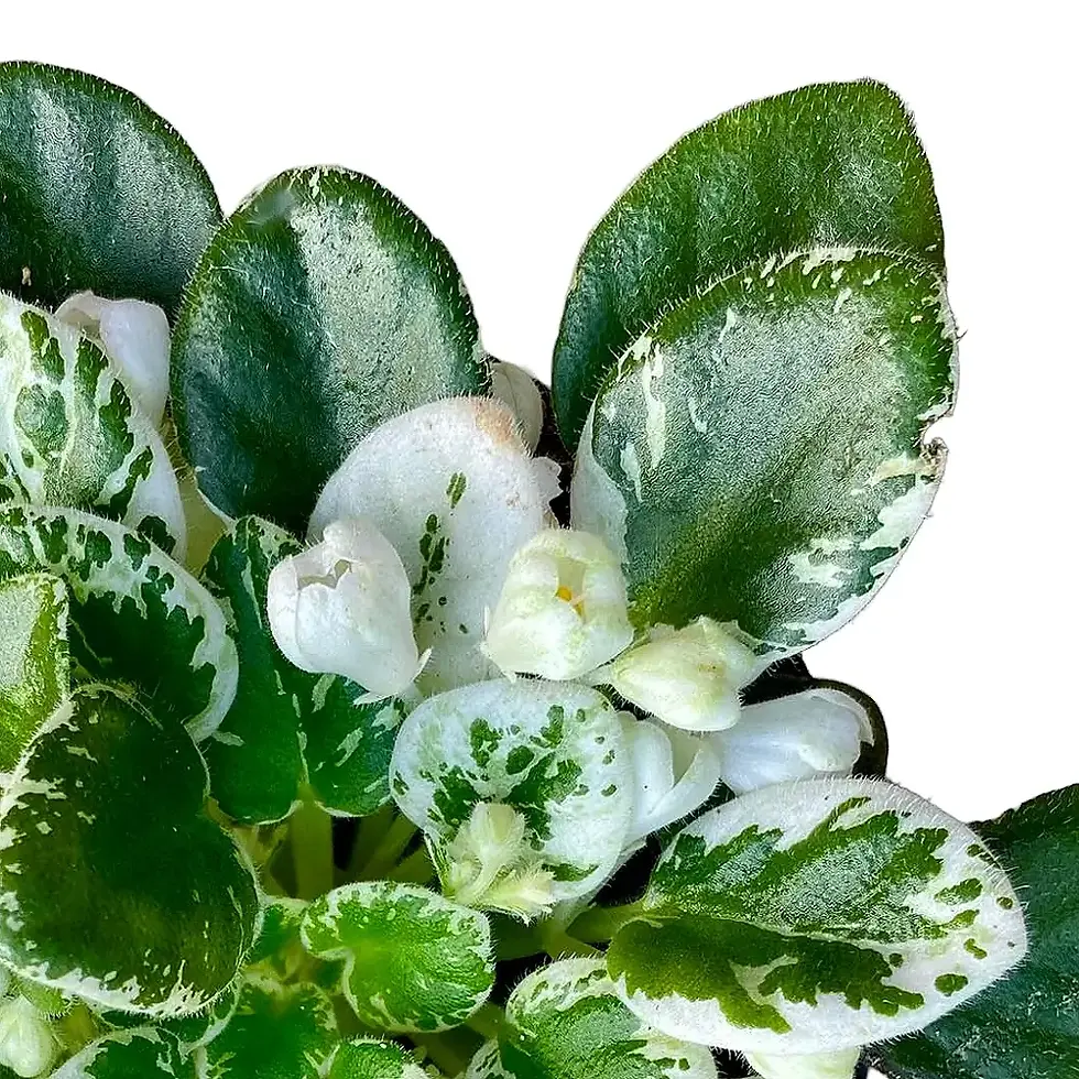 Saintpaulia Snowdrop