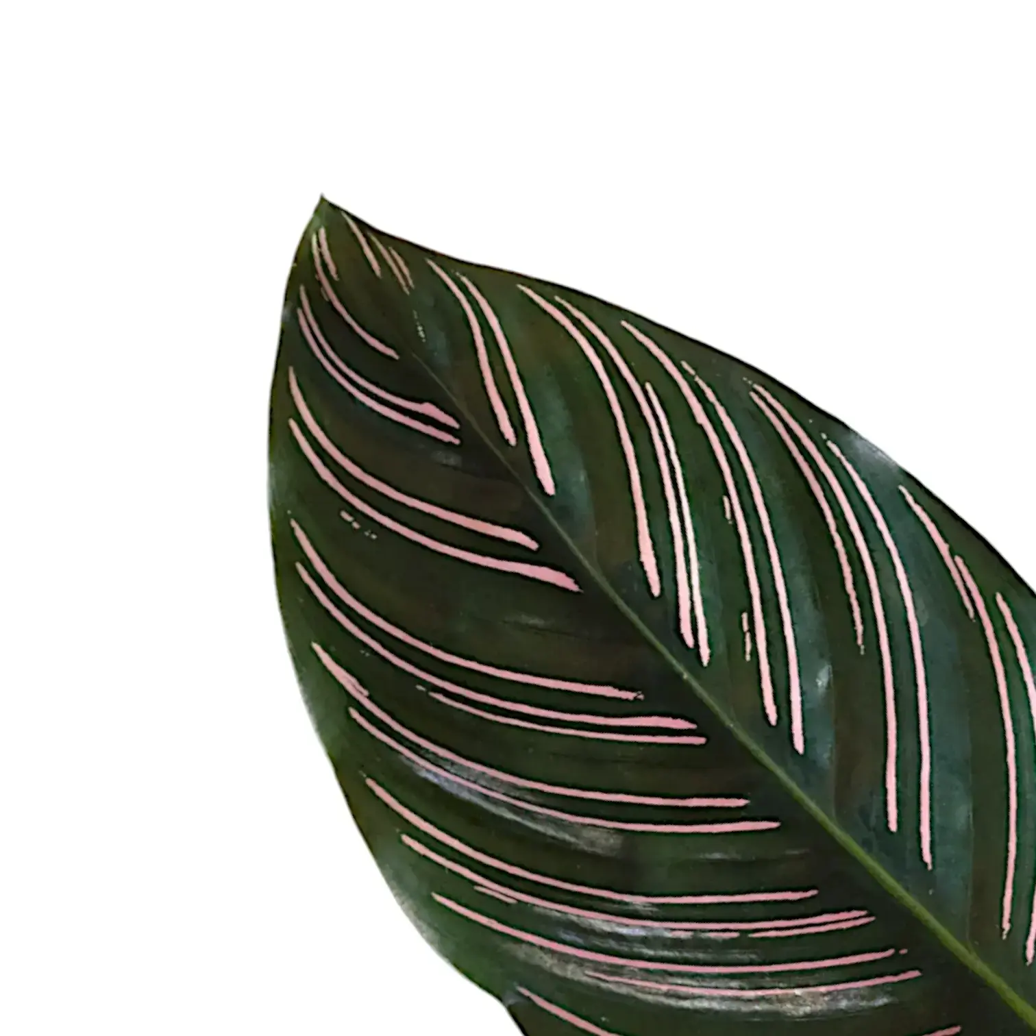 Goeppertia (Calathea) ornata