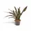 Thumbnail: Dracaena pethera (Sansevieria) var. pulchra 'Coppertone'