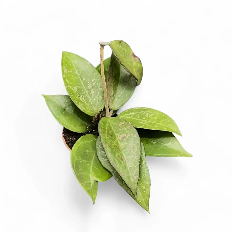 Hoya verticillata var. verticillata 'Pink Splash'