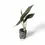 Thumbnail: Alocasia baginda 'Silver dragon'