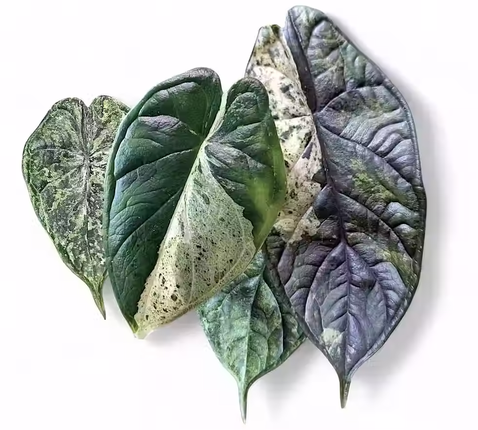 Four Alocasia ‘Dragon Scale Mint’ leaves with varying variegation patterns on white background