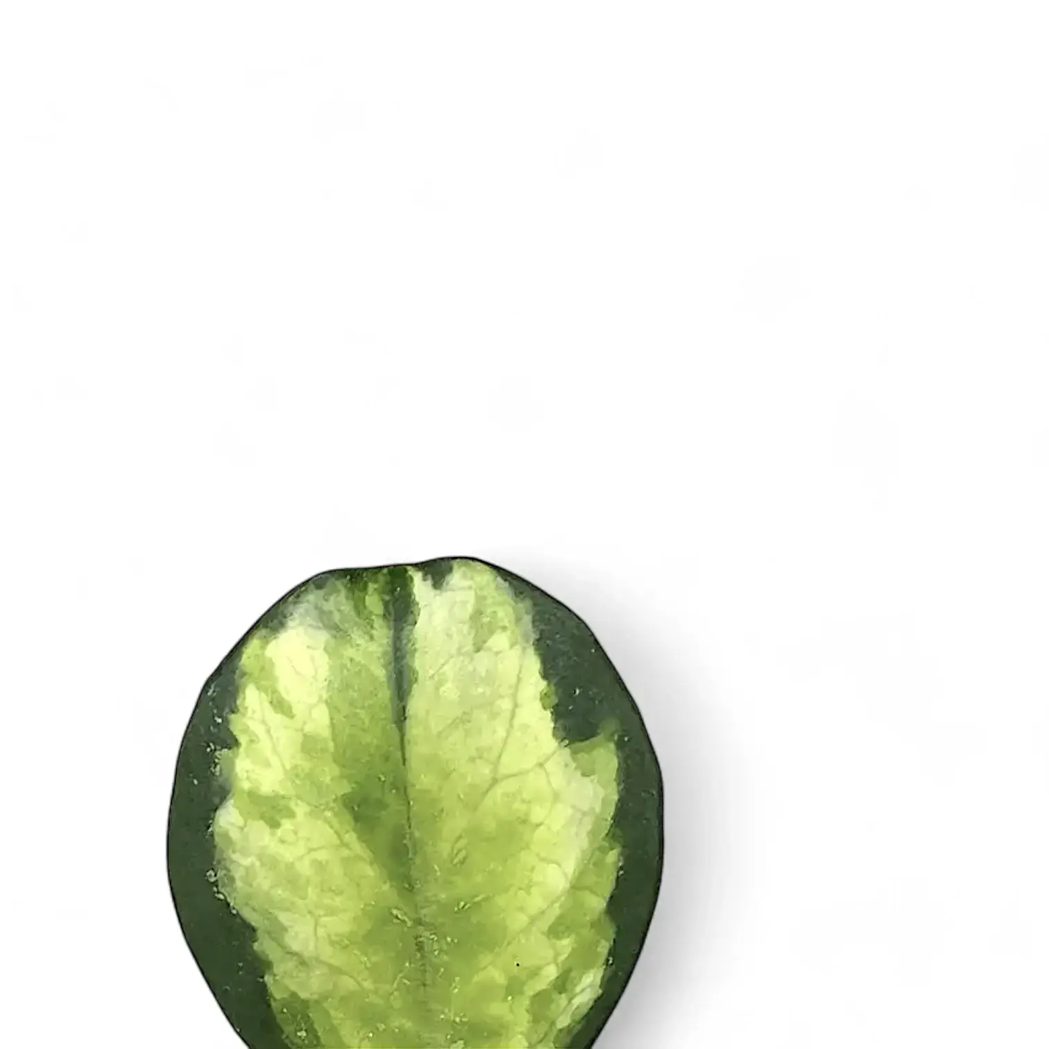 Hoya obovata variegata