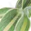 Thumbnail: Tradescantia silamontana Gold Stripes 