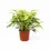 Thumbnail: Thaumatophyllum xanadu 'Lemon'