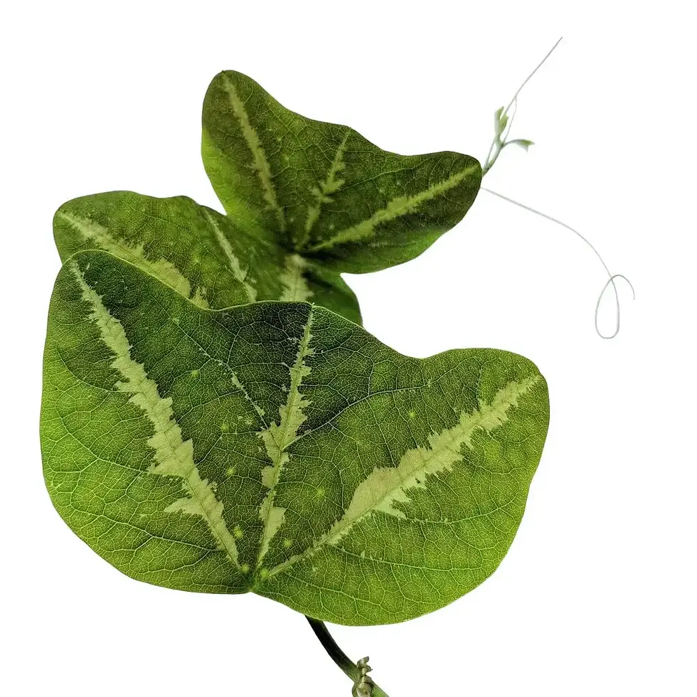 flora organensis Mariana