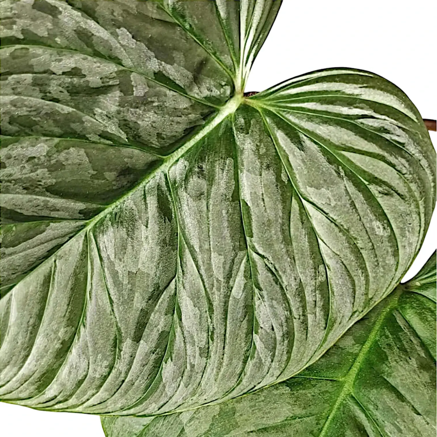 Philodendron 'Majestic' (verrucosum x sodiroi)