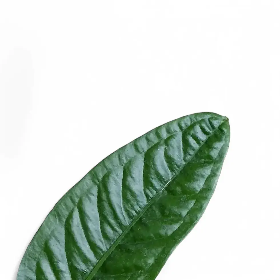 Anthurium superbum