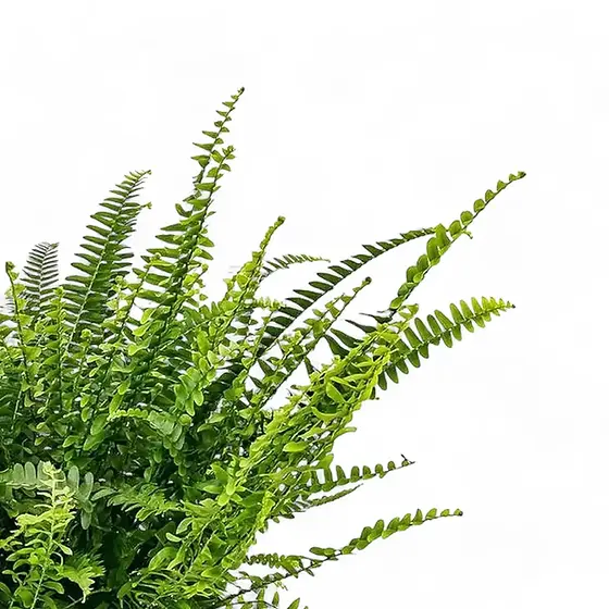 Nephrolepis exaltata 'Green Lady' - buy at Foliage Factory