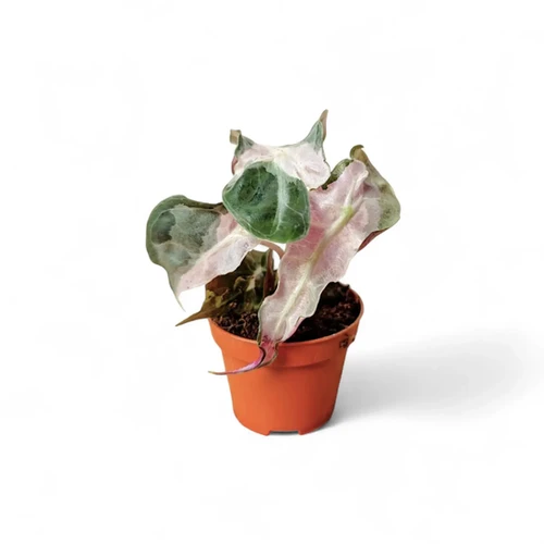 Alocasia Amazonica Polly Pink varigated② Variegated Pink Mint Amazonica “Polly” Alocasia *EXACT PLANT