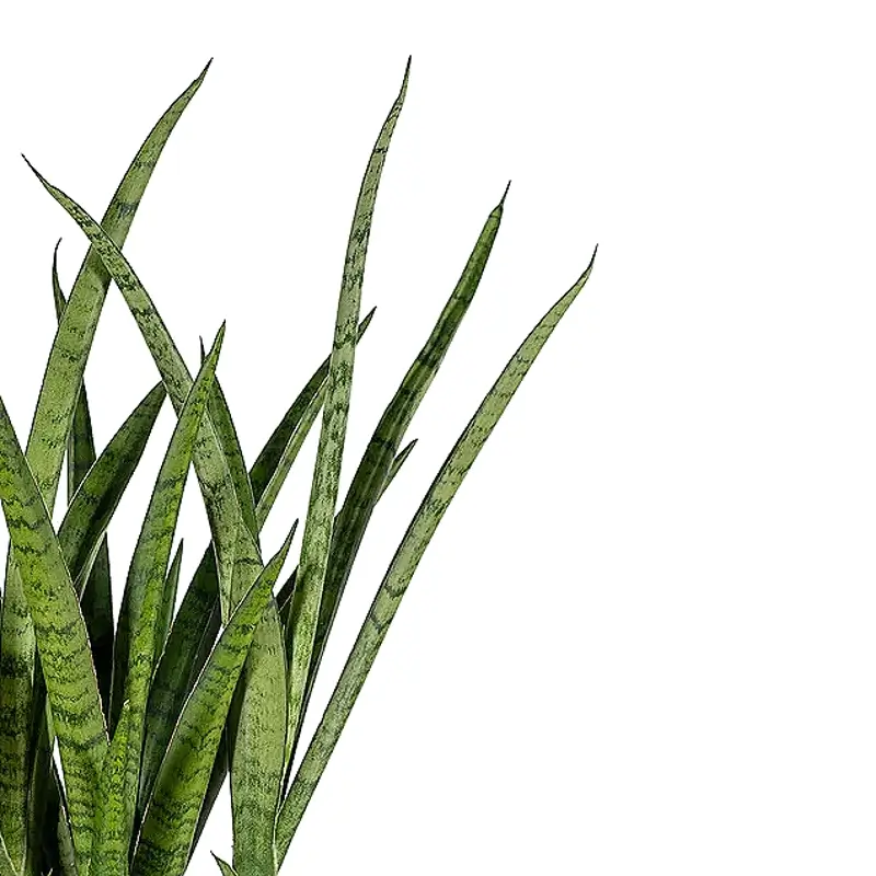 Dracaena Gattung