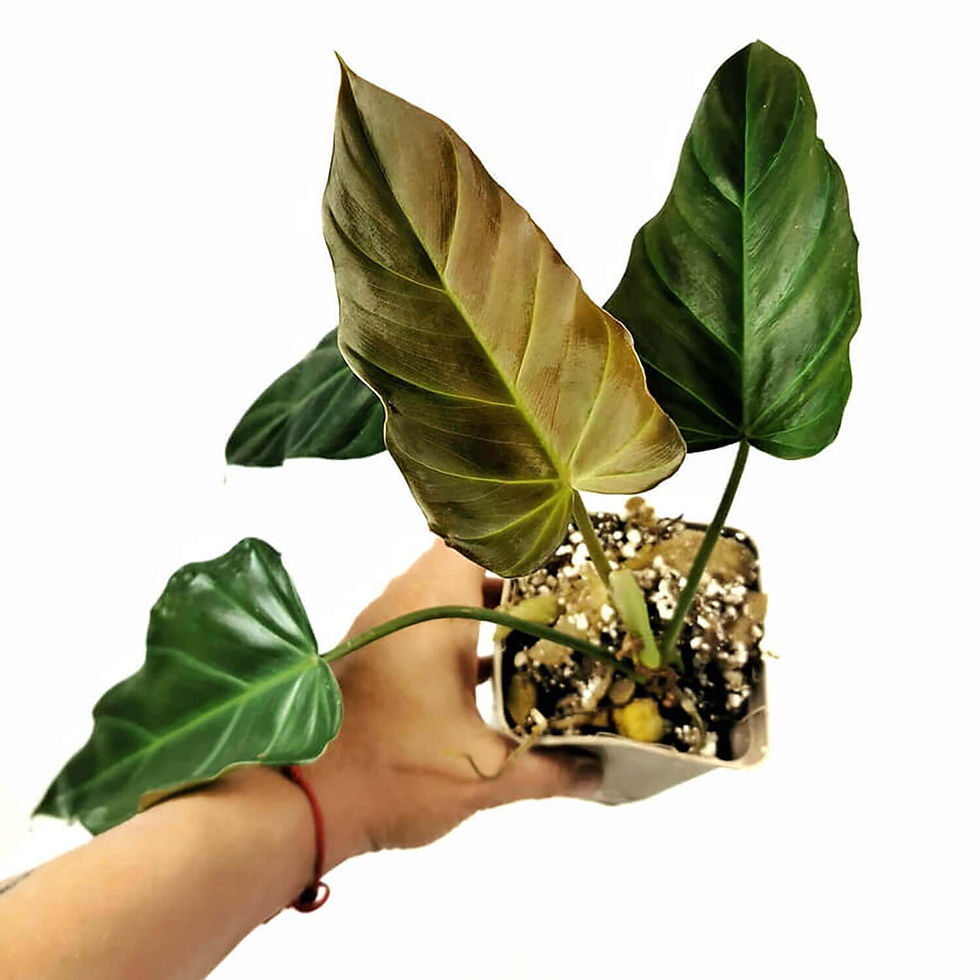 philodendron corsinianum