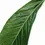 Miniaturbild: Anthurium 'Big Bill' (A. pendulifolium x cubense)
