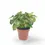 Thumbnail: Syngonium podophyllum 'Pixie' aka 'Nana'