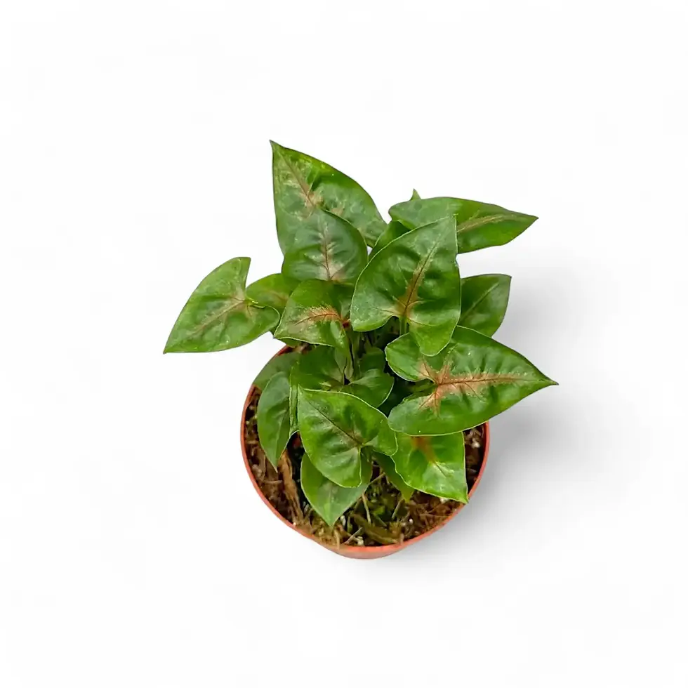 Syngonium podophyllum 'Christmas'