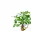 Miniaturbild: Adansonia digitata