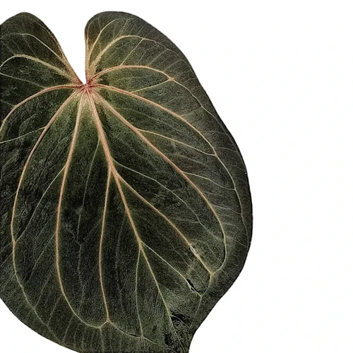 NFS: Anthurium HU