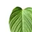 Thumbnail: Philodendron 'Fuzzy Petiole'
