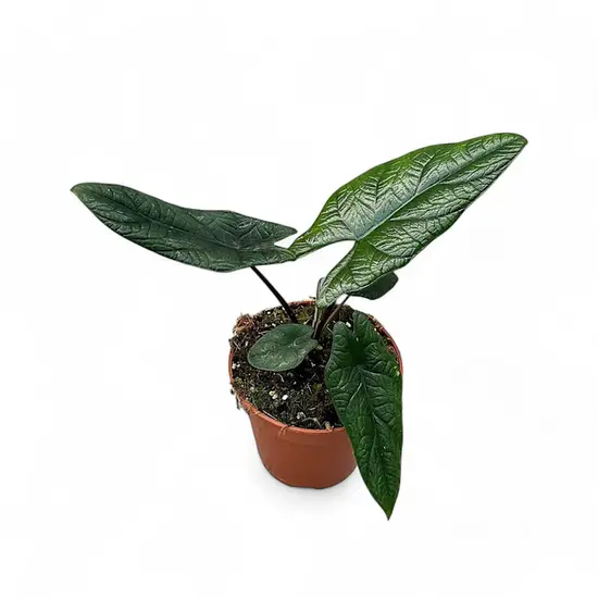 A potted Alocasia scalprum with thick, dark green, high-gloss leaves shaped like sharp blades.