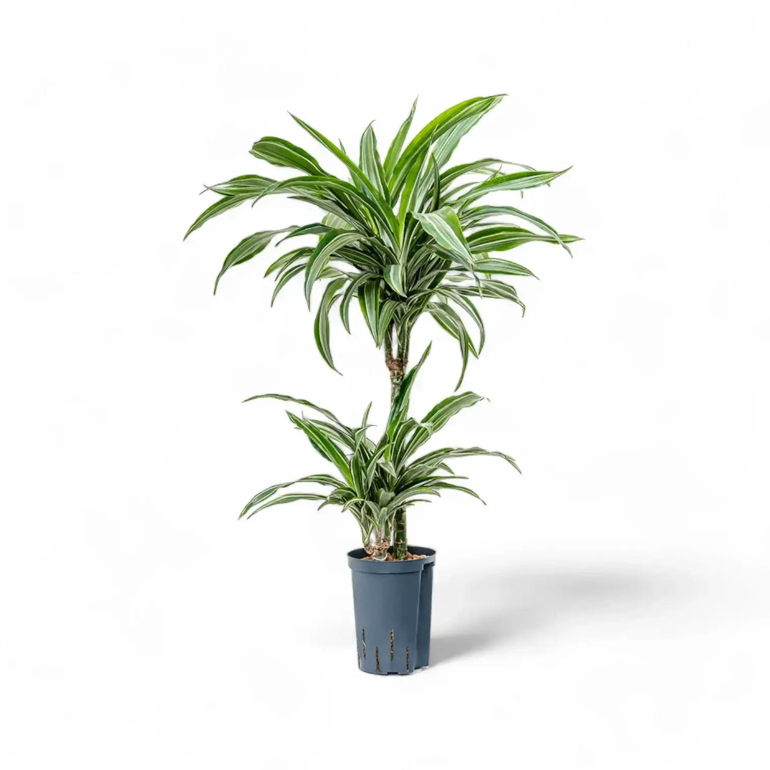 Dracaena fragrans 'Ulises'
