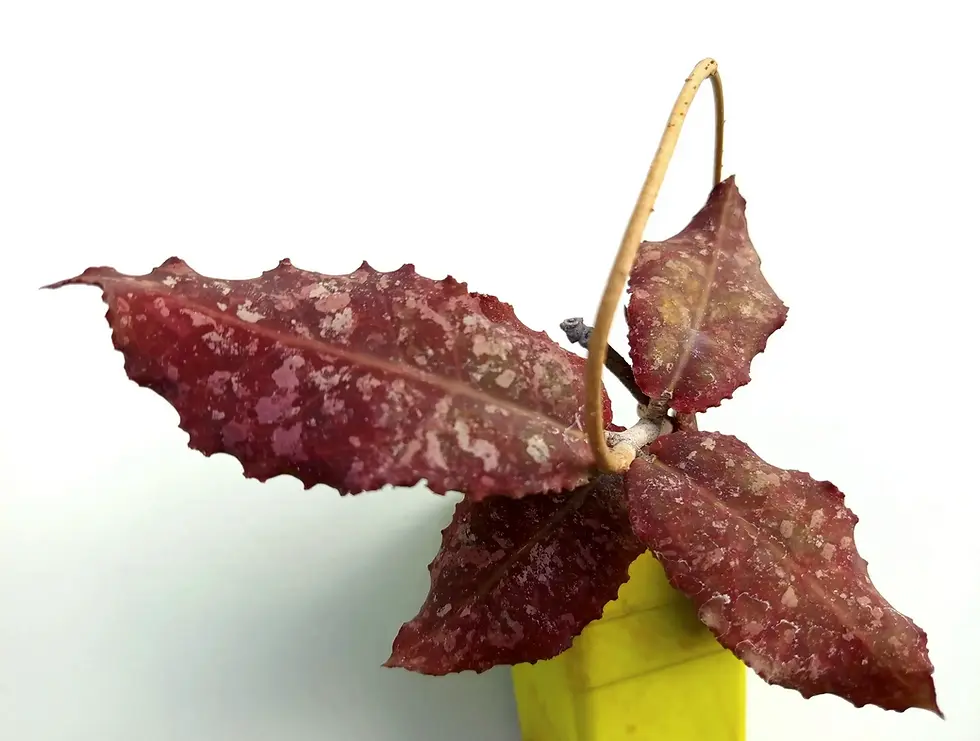 Pflanze Hoya undulata im Topf mit dunkelroten, sonnenstressbedingten Blättern.