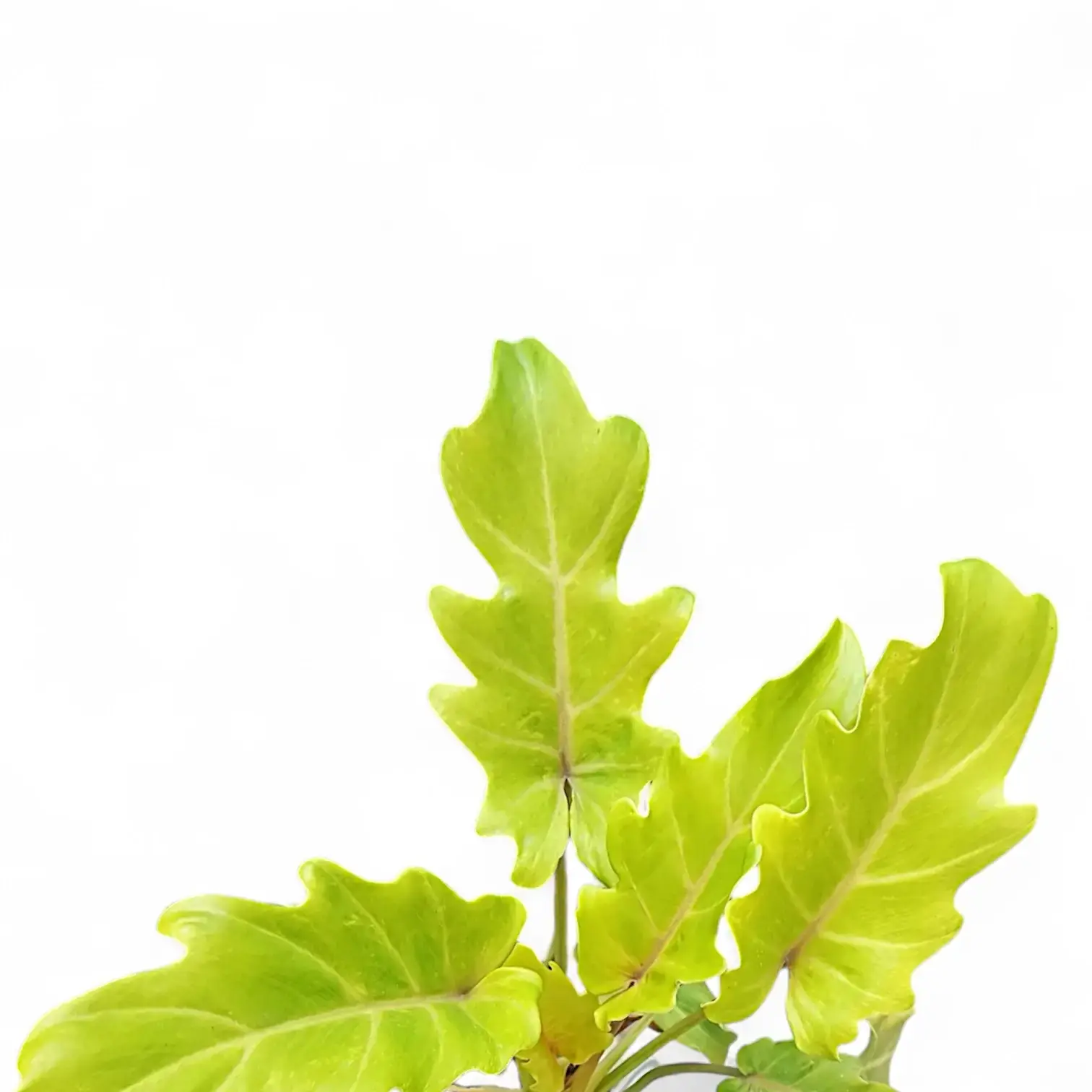 Thaumatophyllum xanadu 'Lemon'