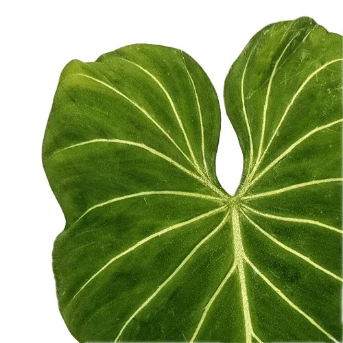 Philodendron gloriosum
