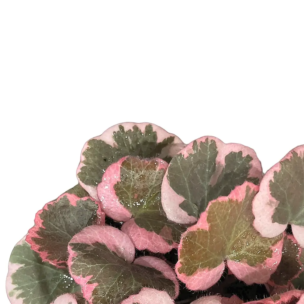 Saxifraga stolonifera variegata aka 'Strawberry Begonia' houseplant