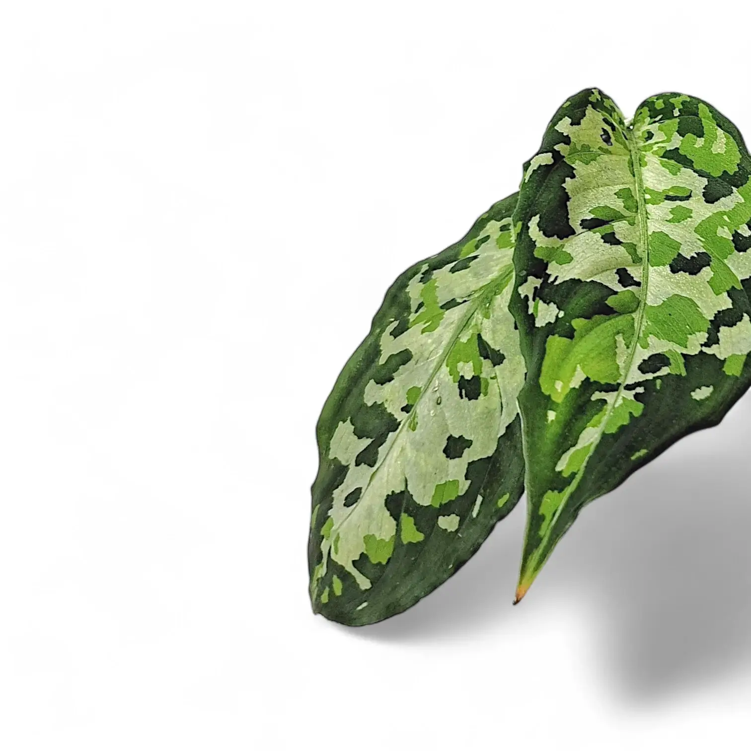 Aglaonema pictum tricolor