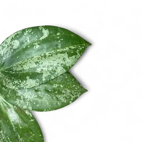 49 ＊ホヤ ＊ Hoya ＊ latifolia ＊ silver leaf Hoya Latifolia Silver | Two Nodes Three Leaves