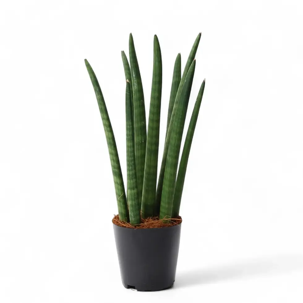 Dracaena angolensis (Sansevieria cylindrica) 'Spaghetti'