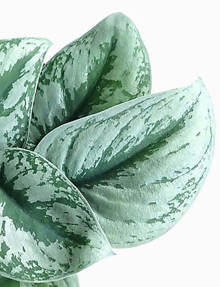 Scindapsus-Exotica-close-up-foliage-factory