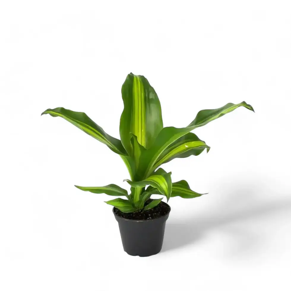 Dracaena fragrans 'Burley'