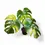 Thumbnail: Monstera deliciosa var. borsigiana 'Aurea variegata'