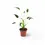 Thumbnail: Alocasia 'Tiny Dancers'