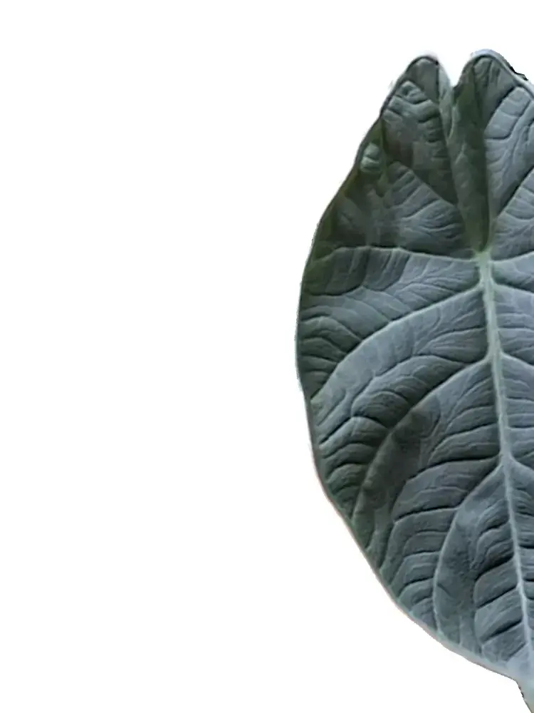 Deep blackish Alocasia Black Dragon leaf with quilted texture.