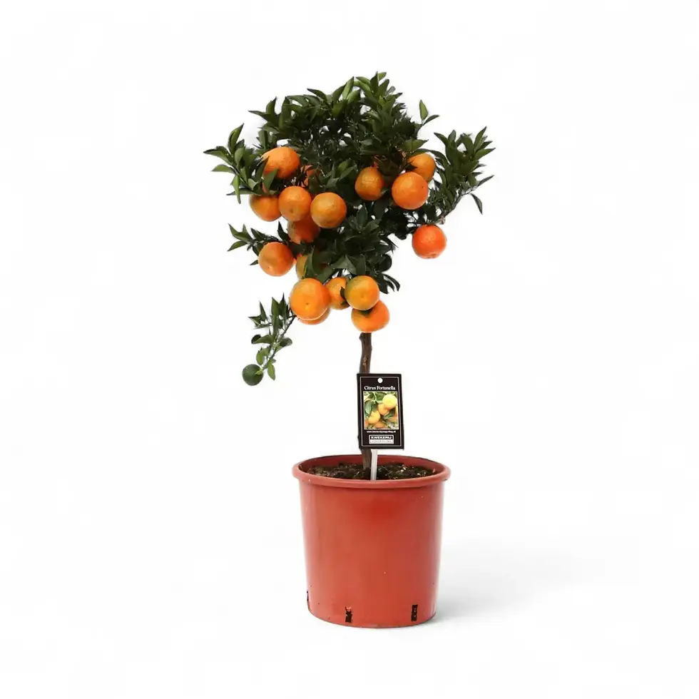 Citrus mandarin (Citrus reticulata)