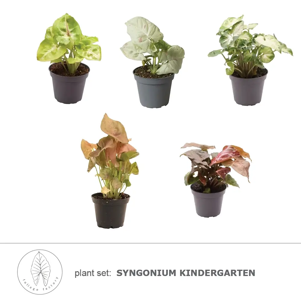 plant set: Syngonium Kindergarten