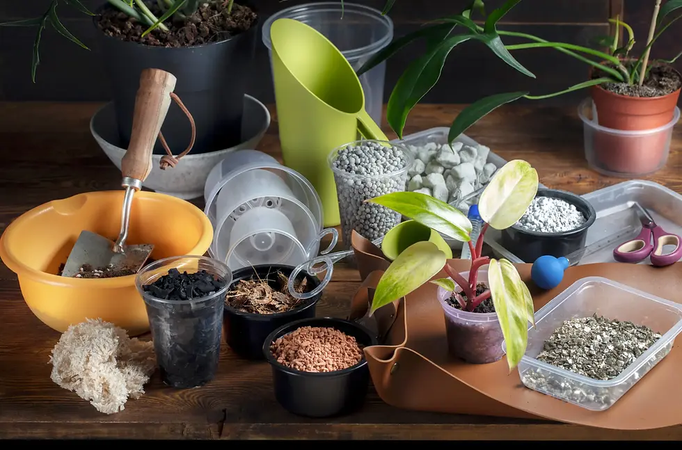 Flatlay of repotting setup with various Philodendron plants, pots, substrates, and plant care tools